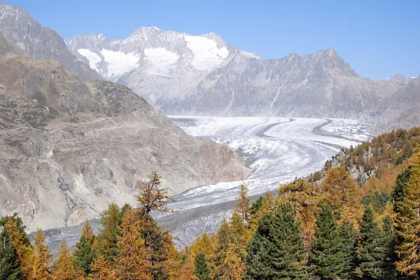 453081 - Aletsch forest, Switzerland