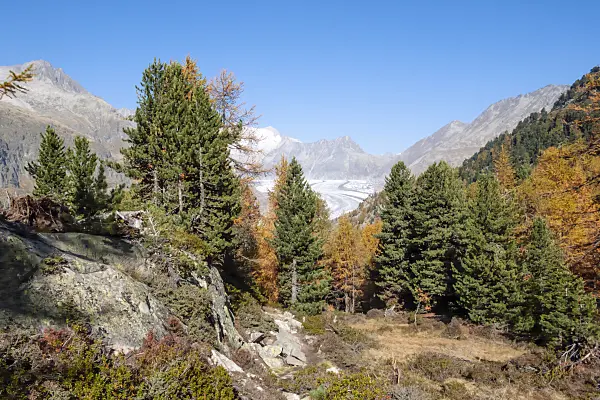 453085 - Aletsch forest, Switzerland