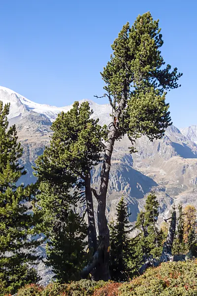 453094 - Aletsch forest, Switzerland