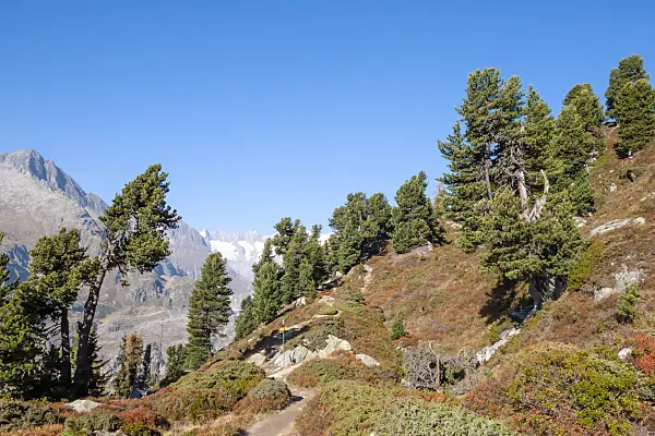 453095 - Aletsch forest, Switzerland