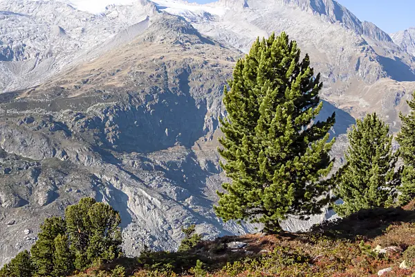 453096 - Aletsch forest, Switzerland