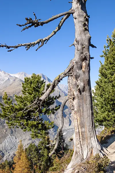 453100 - Aletsch forest, Switzerland
