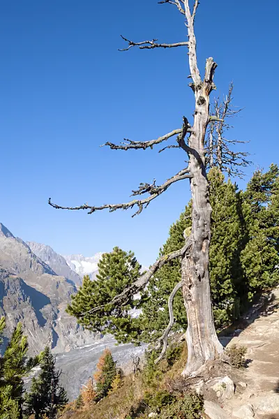 453101 - Aletsch forest, Switzerland