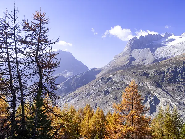 453140 - Aletsch forest, Switzerland