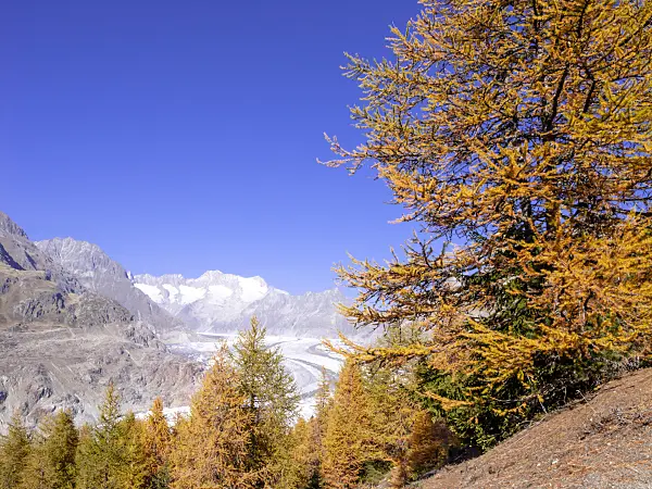 453141 - Aletsch forest, Switzerland