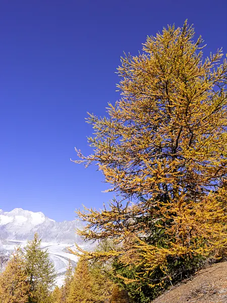 453142 - Aletsch forest, Switzerland