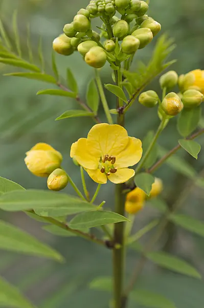 512013 - Alexandrian senna (Senna alexandrina syn. Cassia senna)