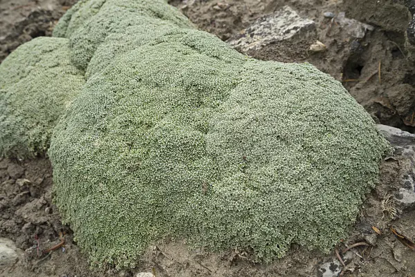 608083 - Alfacar-Sandkraut (Arenaria alfacariensis)