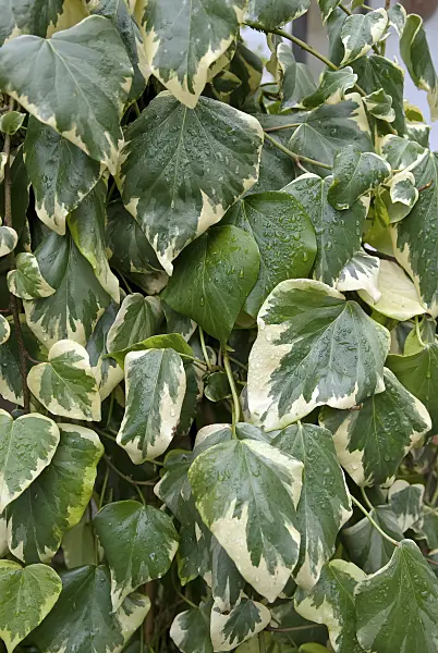 490066 - Algerian ivy (Hedera algeriensis 'Gloire de Marengo')