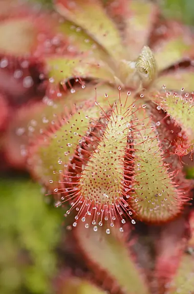 537017 - Alice sundew (Drosera aliciae)