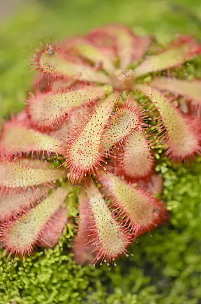 537018 - Alice sundew (Drosera aliciae)