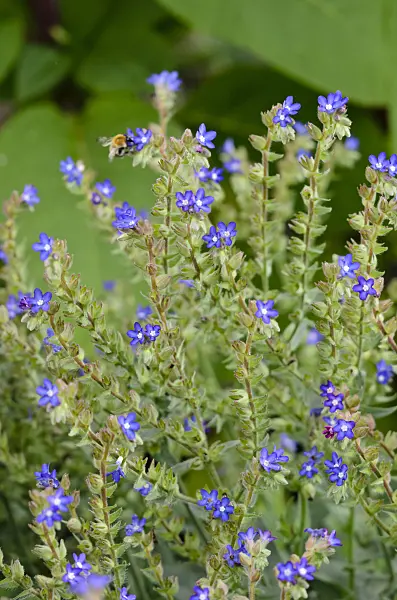 523099 - Alkanet (Alkanna tinctoria syn. Alkanna tuberculata)