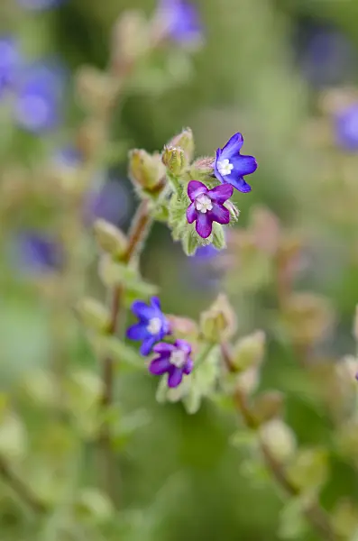 523100 - Alkanet (Alkanna tinctoria syn. Alkanna tuberculata)