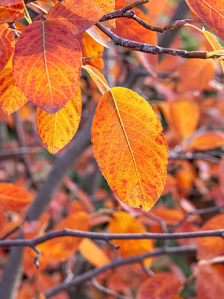 465131 - Allegheny service berry (Amelanchier laevis)