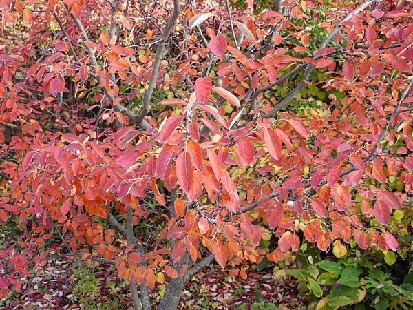 465132 - Allegheny service berry (Amelanchier laevis)