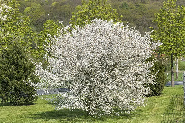 625122 - Allegheny service berry (Amelanchier laevis 'Ballerina')