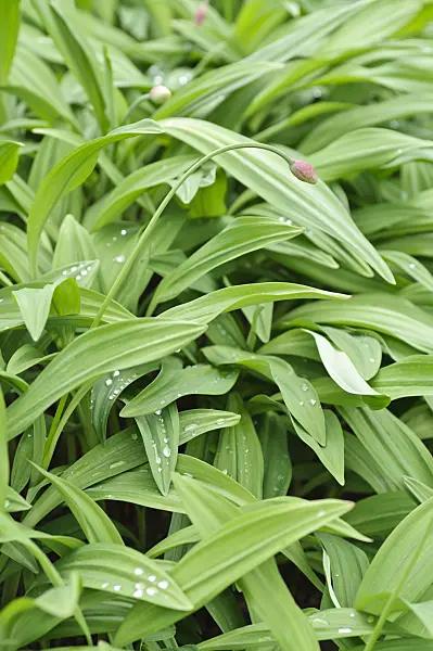 484074 - Allermannsharnisch (Allium victorialis)