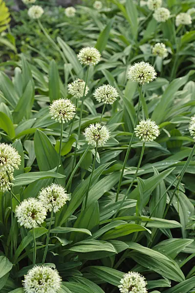 484275 - Allermannsharnisch (Allium victorialis)