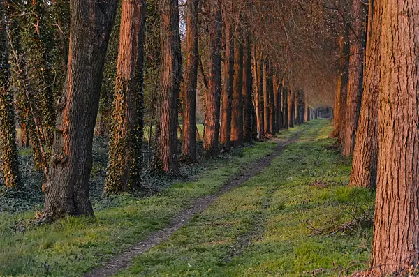 555037 - Alley of lime trees, Brandenburg, Germany
