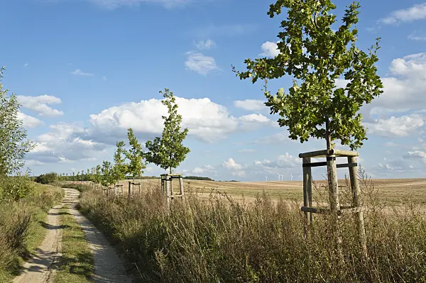 512087 - Alley of small oaks, Brandenburg, Germany