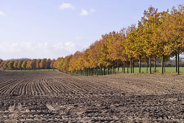 576021 - Alley of small oaks, Brandenburg, Germany