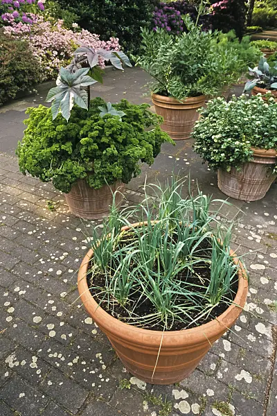 379011 - Allium and parsley (Petroselinum crispum) in flower pots on the terrace of a garden