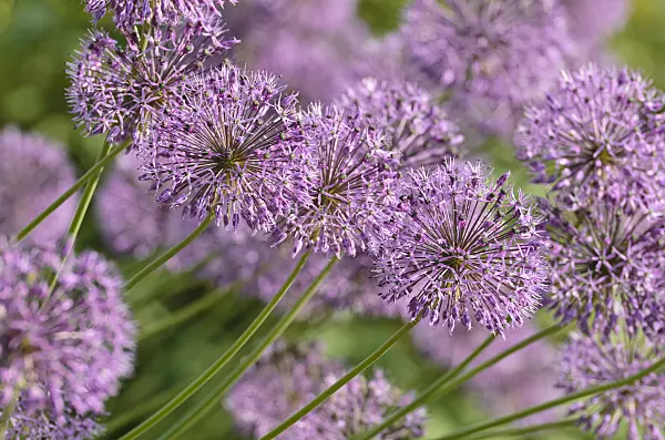 496088 - Allium jesdianum 'Michael Hoog'