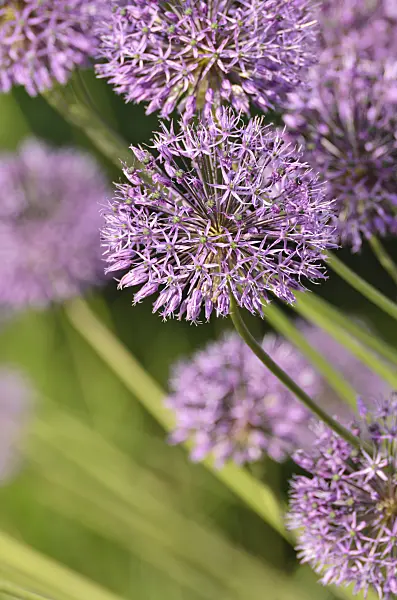 496089 - Allium jesdianum 'Michael Hoog'