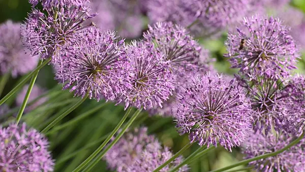 496122 - Allium jesdianum 'Michael Hoog'