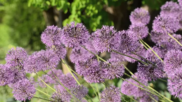 496123 - Allium jesdianum 'Michael Hoog'