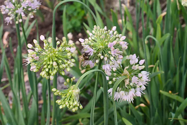 672089 - Allium nutans