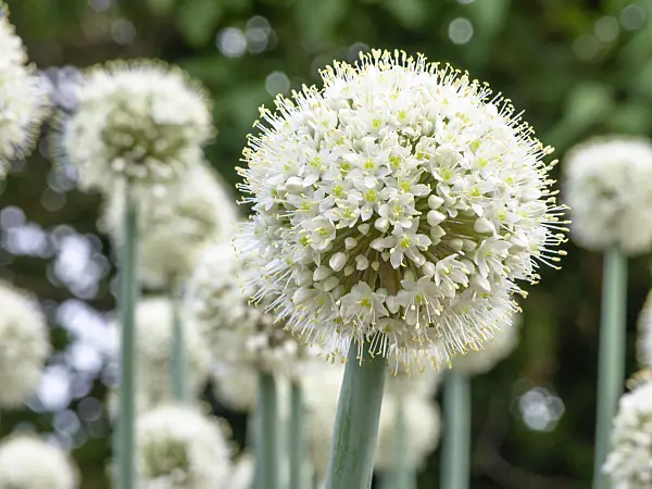 439186 - Allium pskemense