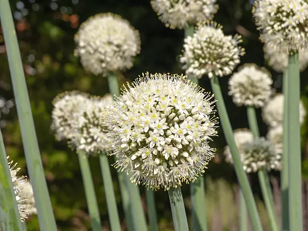 439195 - Allium pskemense