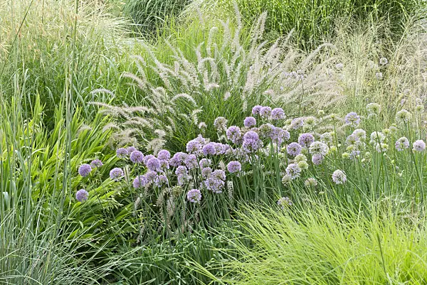 559015 - Allium sacculiferum syn. Allium komarovianum and fountain grass (Pennisetum orientale)