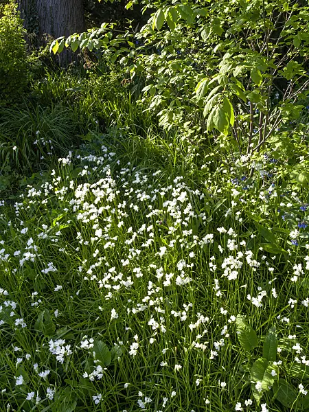 459063 - Allium zebdanense syn. Allium neapolitanum