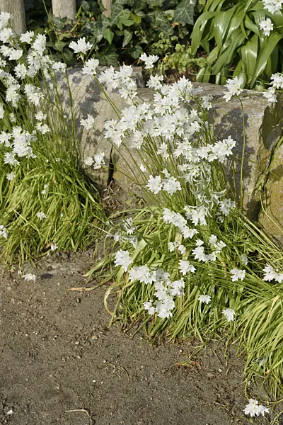 568002 - Allium zebdanense syn. Allium neapolitanum