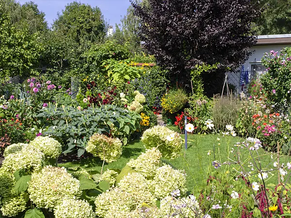 476006 - Allotment garden in late summer