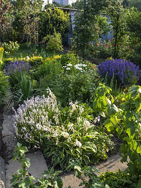 427040 - Allotment garden in the sun with flowering perennial beds and blue arbour