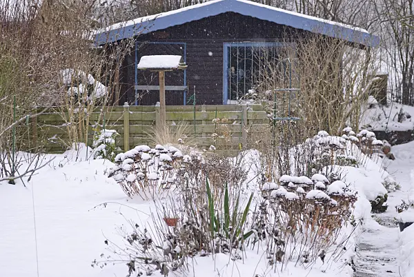 488153 - Allotment garden in winter