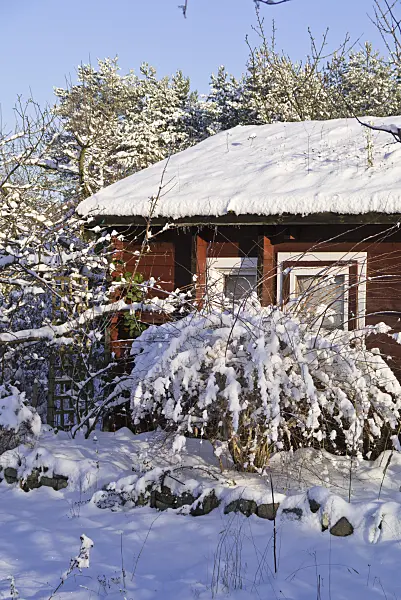 539018 - Allotment garden in winter