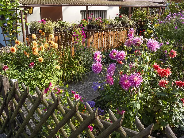 417033 - Allotment garden with dahlias