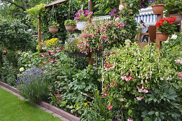 473199 - Allotment garden with fuchsias