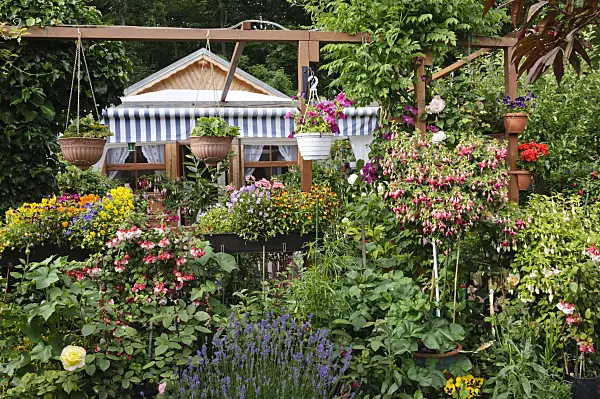 473204 - Allotment garden with fuchsias