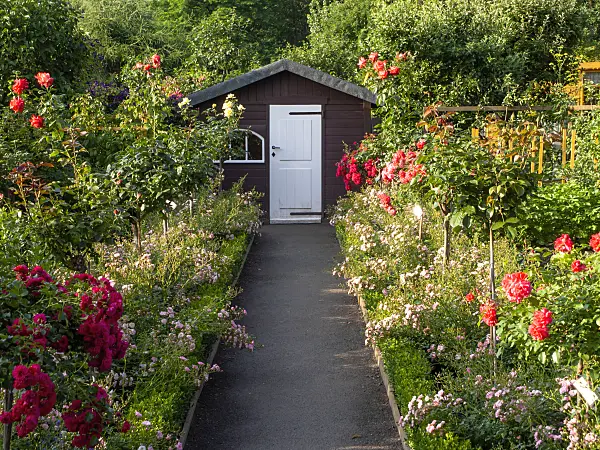 427038 - Allotment garden with roses