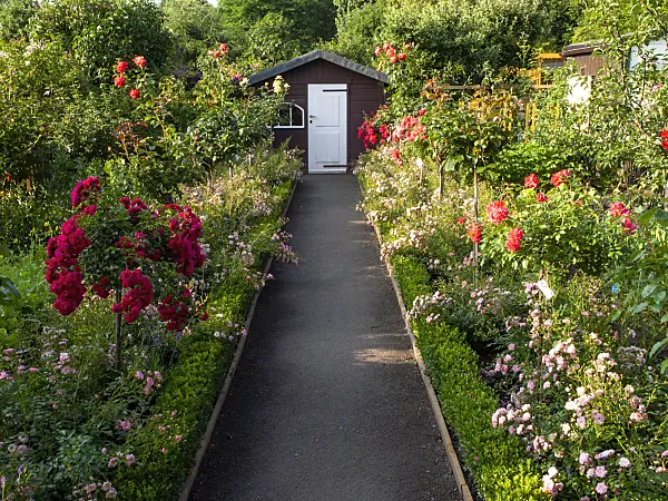 427039 - Allotment garden with roses