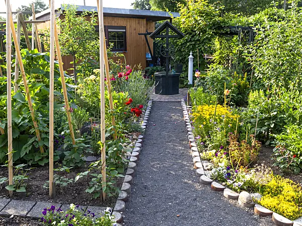 427037 - Allotment garden with vegetable bed