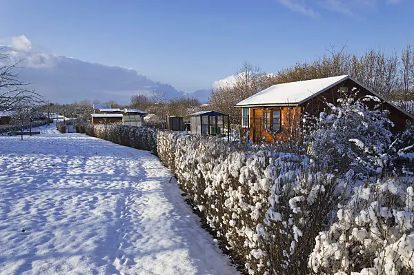 517058 - Allotment gardens in winter
