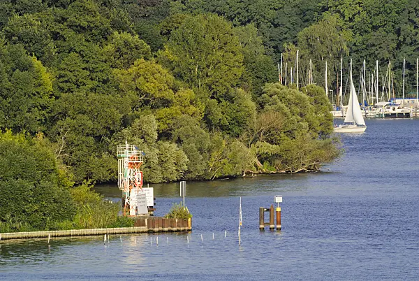 523284 - Alluvial forest at Havel River near Pichelswerder, Berlin, Germany