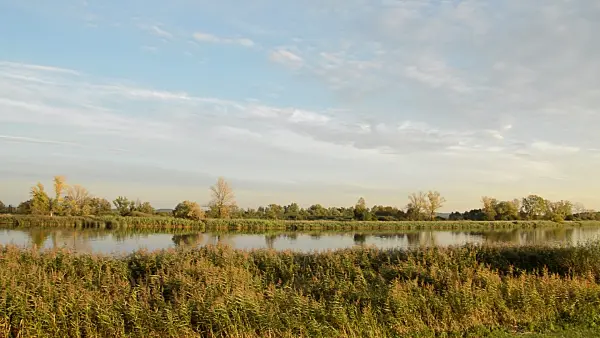 513015 - Alluvial landscape at Oder River near Gartz, Lower Oder Valley National Park, Germany