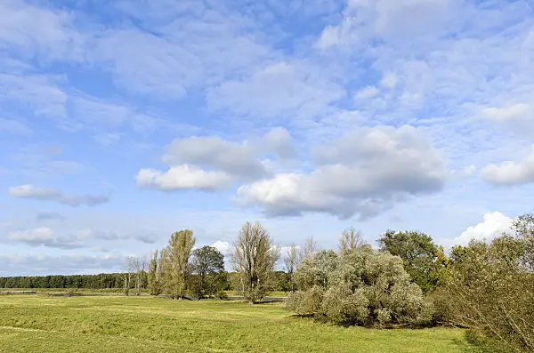 501141 - Alluvial landscape, Oderwiesen Nature Reserve, Frankfurt an der Oder, Germany